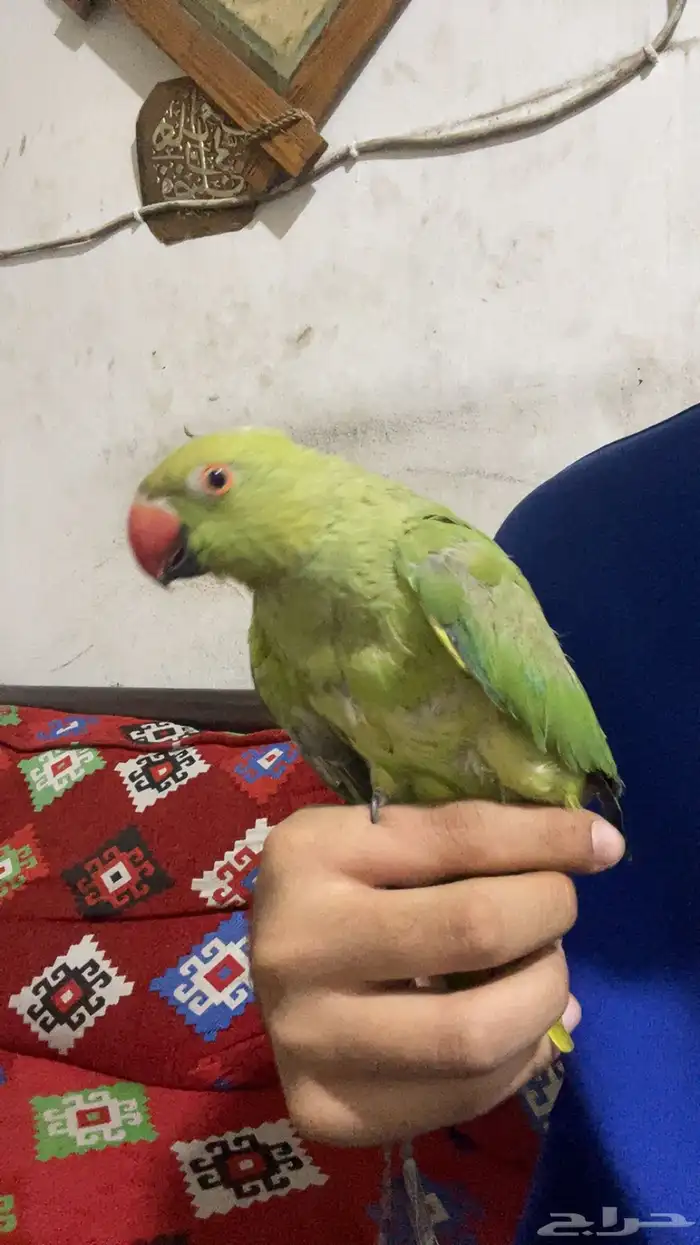 ببغاء درة الليف 4