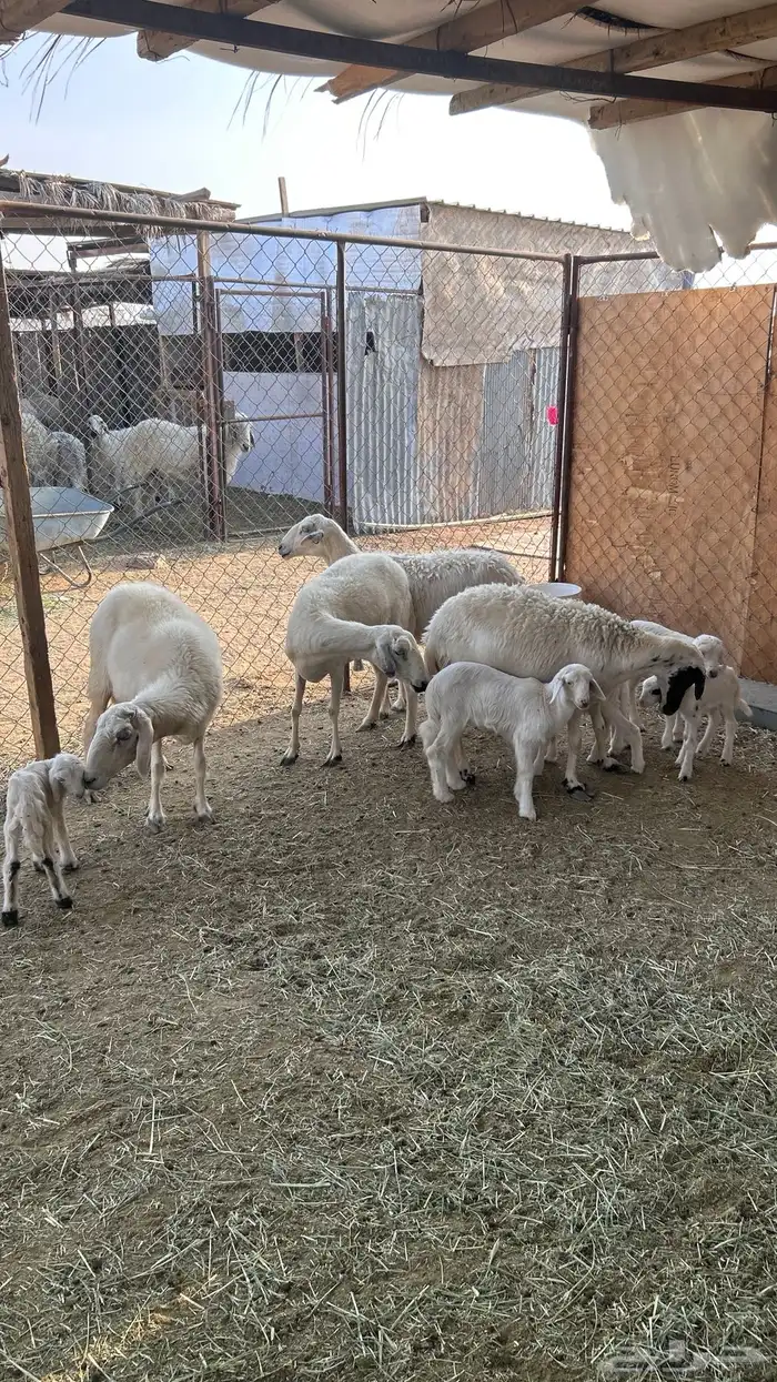 متابيع صفر صنف 13