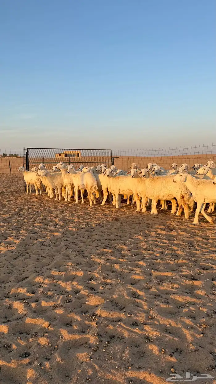 رخال جذعات حريات صنف فاخرر للي يبي الصنف 2