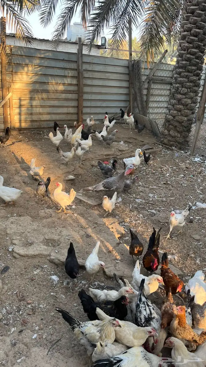 للبيع دجاج مع بط 1