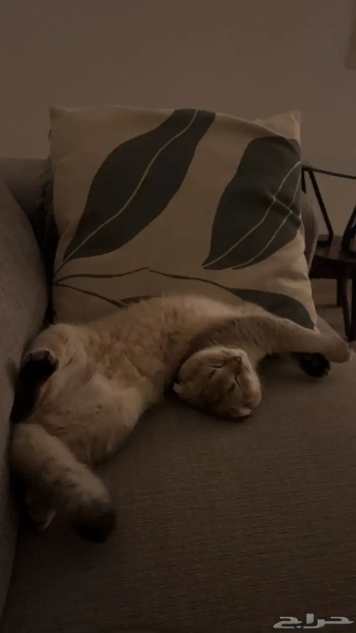 قطط سكوتش فولد للبيع 4