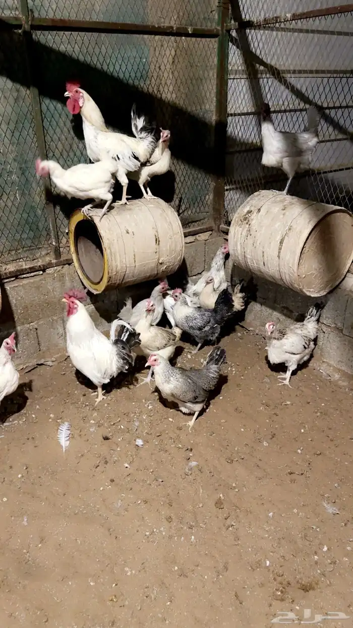 دجاج الموقع المزاحميه 0