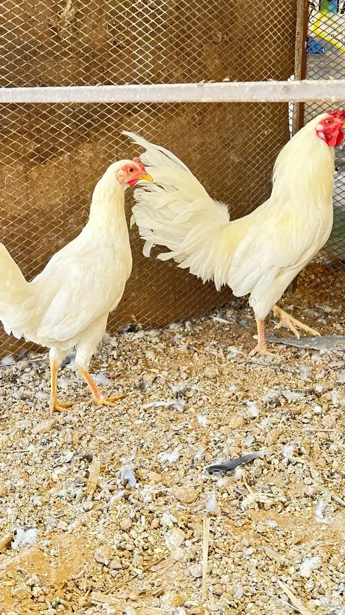 دجاج ابيض صك 0