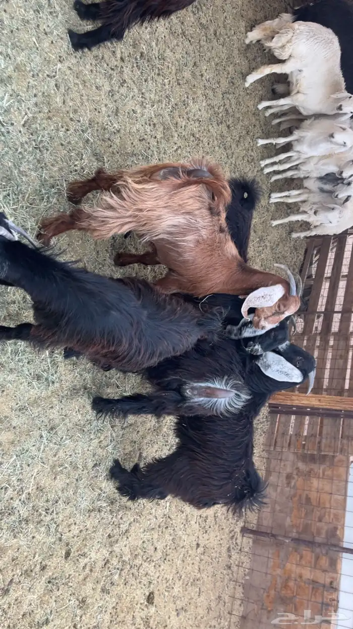 جفار طيبات وفل شحم مقفلات (تم البيع) 4