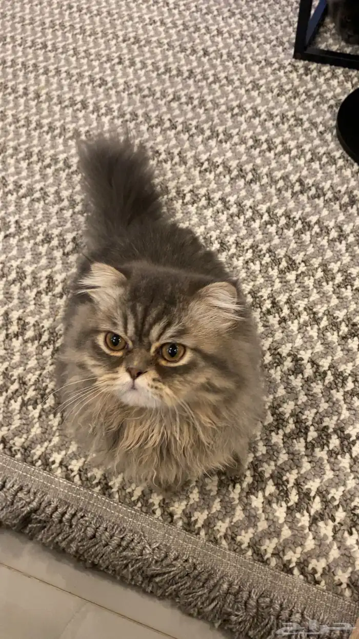 قطط للتبني عمر ست شهور ذكر واحد فقط 10 شهور 1