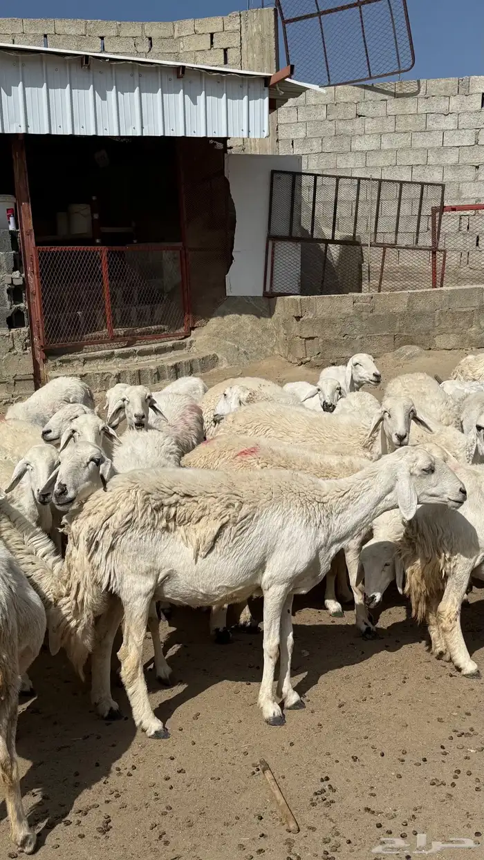 للبيع غنم حريات مراح واحد 14