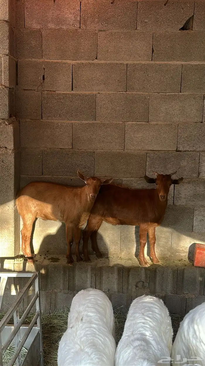 تيوس للبيع 1