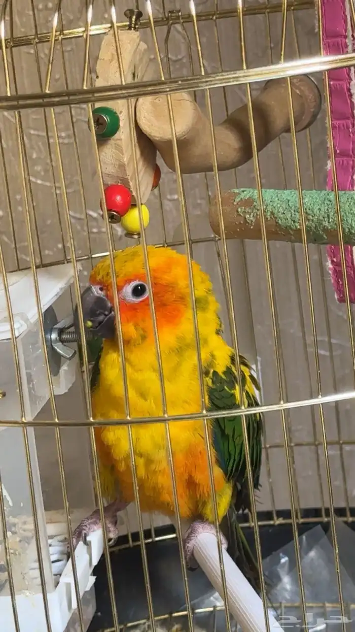 صن كنيور هدد 2