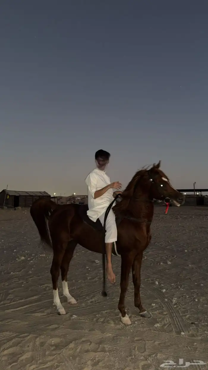 حصان واهو شيخ 1