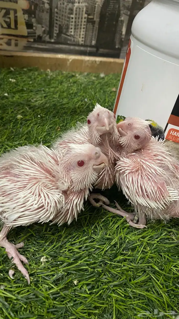 كروان البينو عيون جمر 2