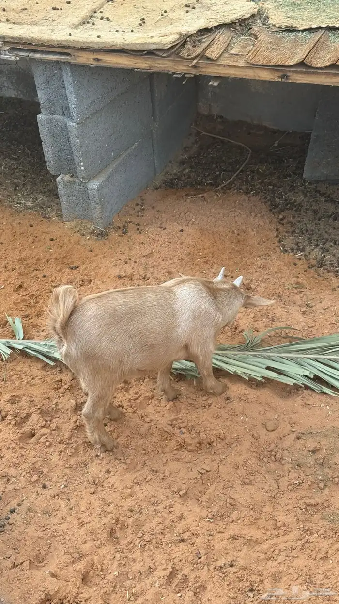 ماعز قزم للبيع العدد 6 3