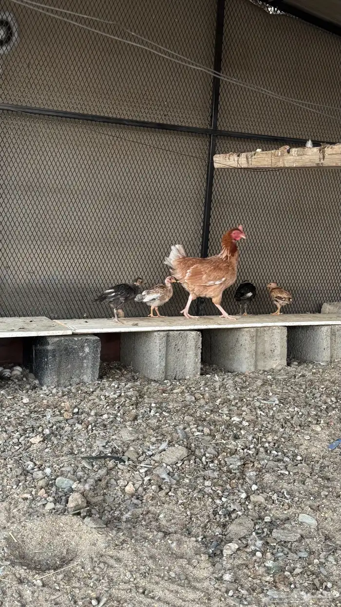 دجاجه مفرخه 3