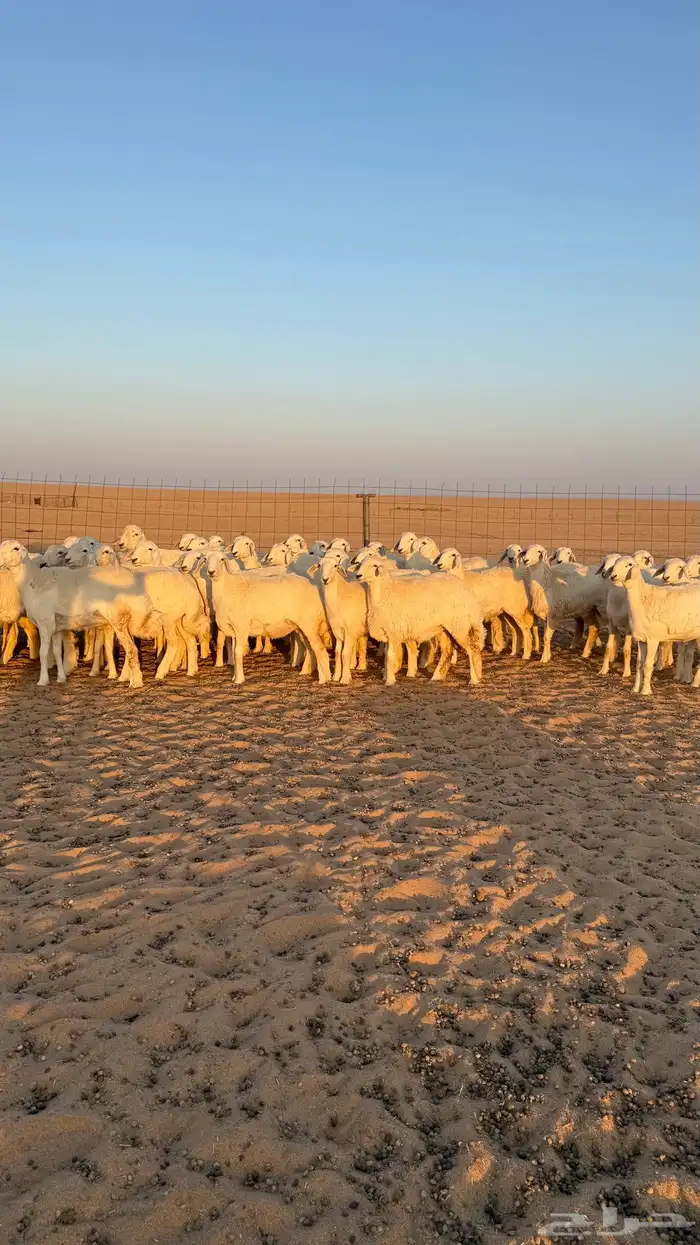 رخال جذعات حريات صنف فاخرر للي يبي الصنف 4