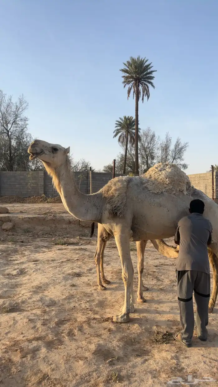 ضروبه رمانيه 0