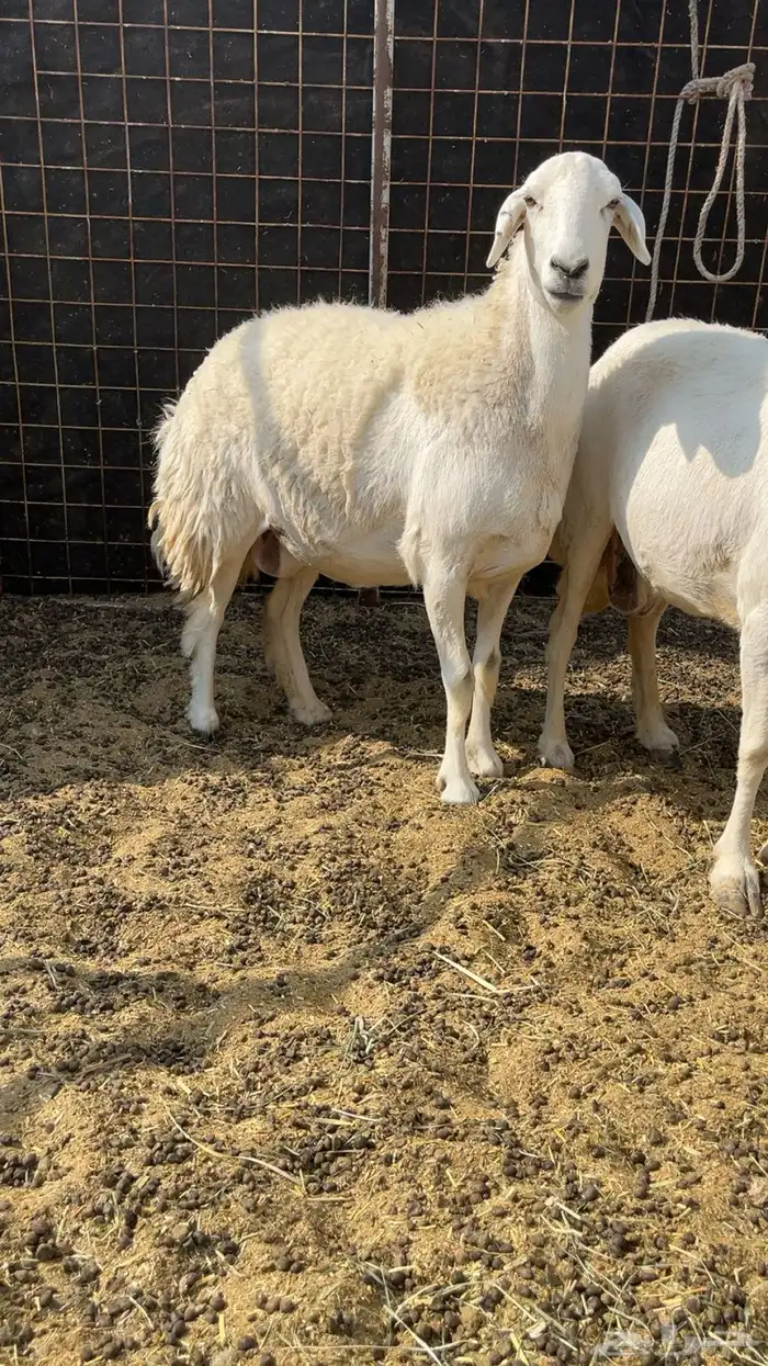 شاه ثنيه دافع 0