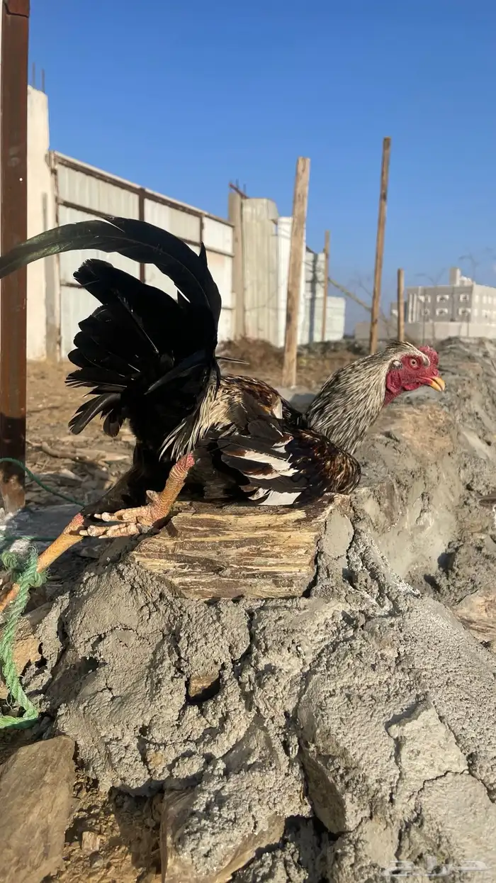 ديك باكستاني شباب للبيع 4