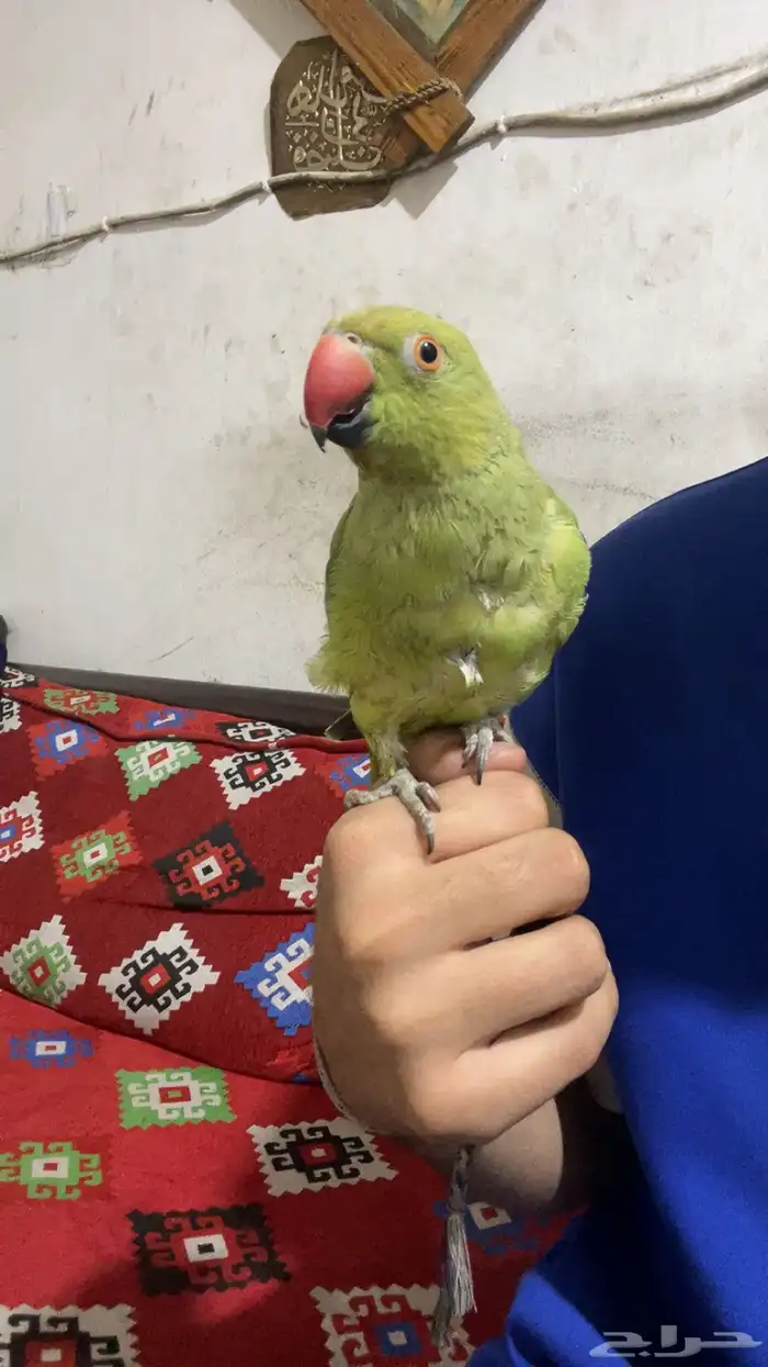 ببغاء درة الليف 3