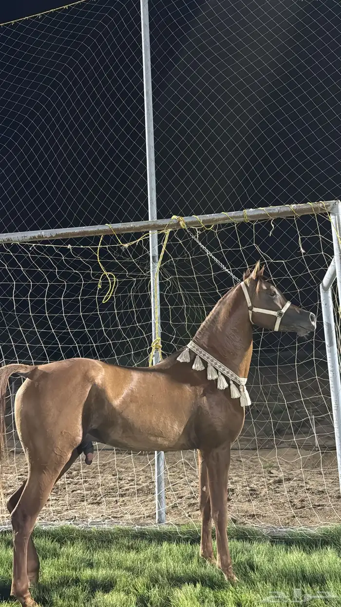 حصان شيخ وصغير بعمره 4