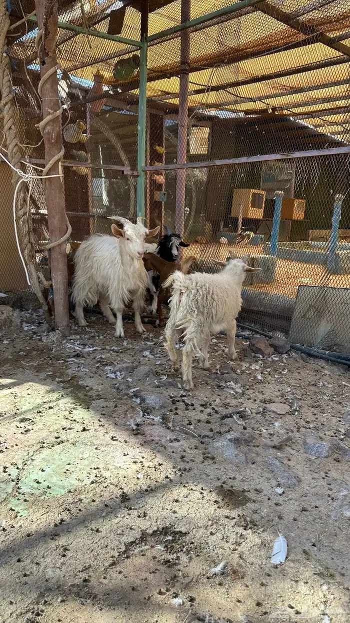 تيوس للبيع 8