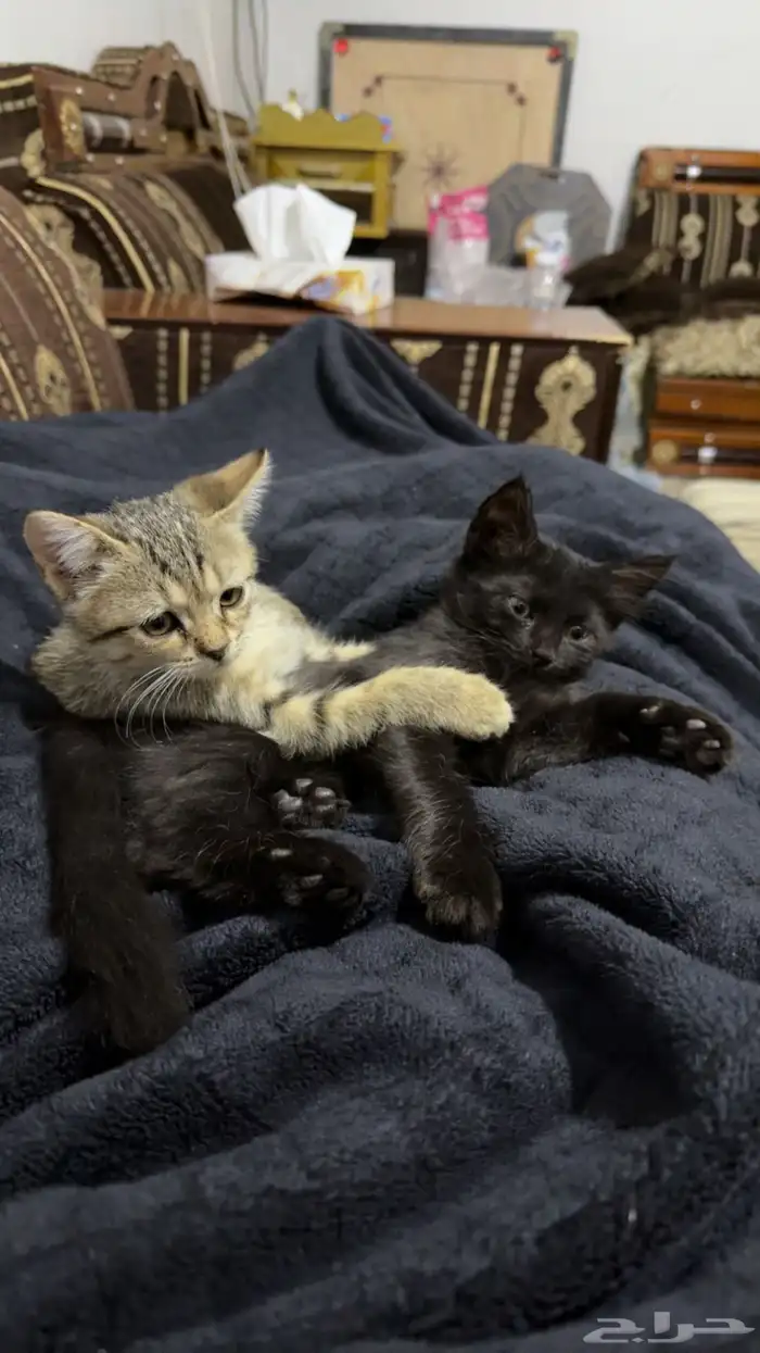 تبني قطوتين 5