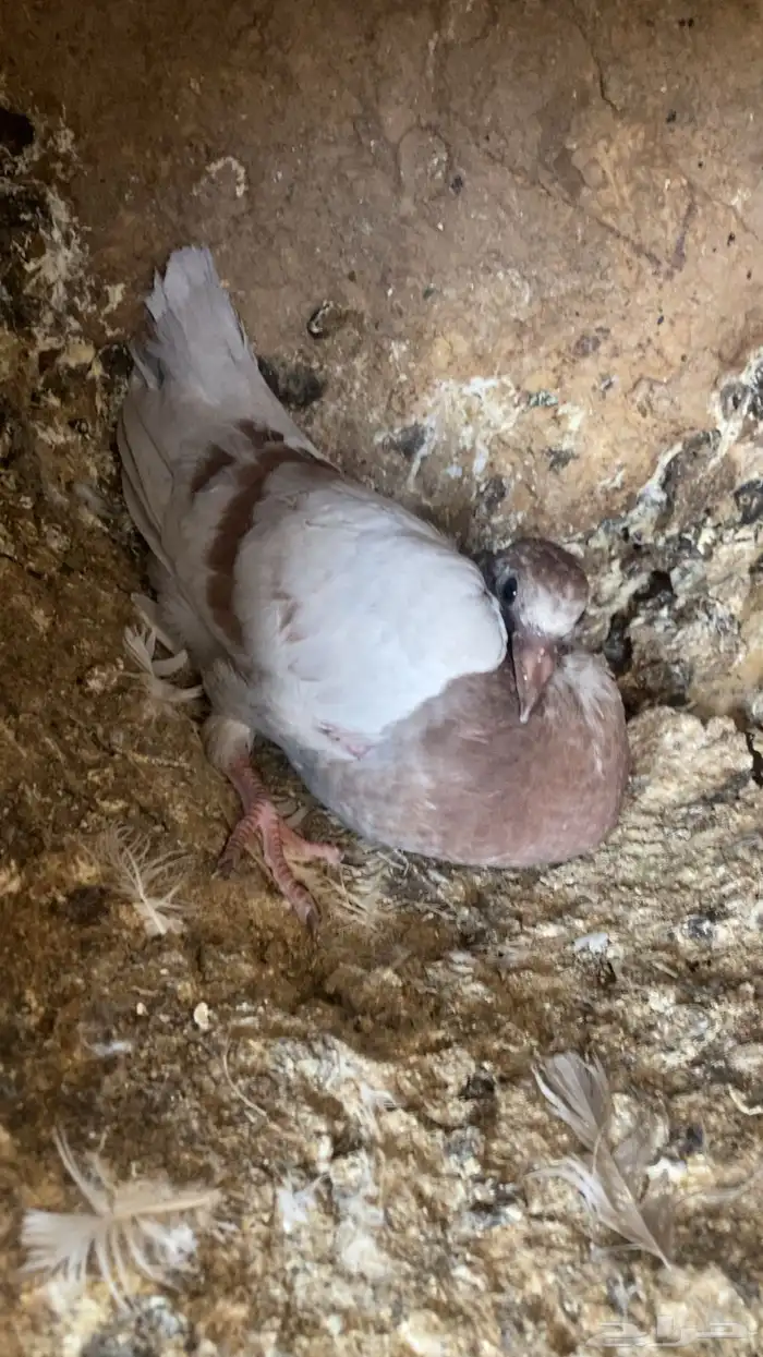 فراخة( حية)فرنسي زاجل وهندي ونجد العدد10 جواز 20 جوز 30 جوز 1