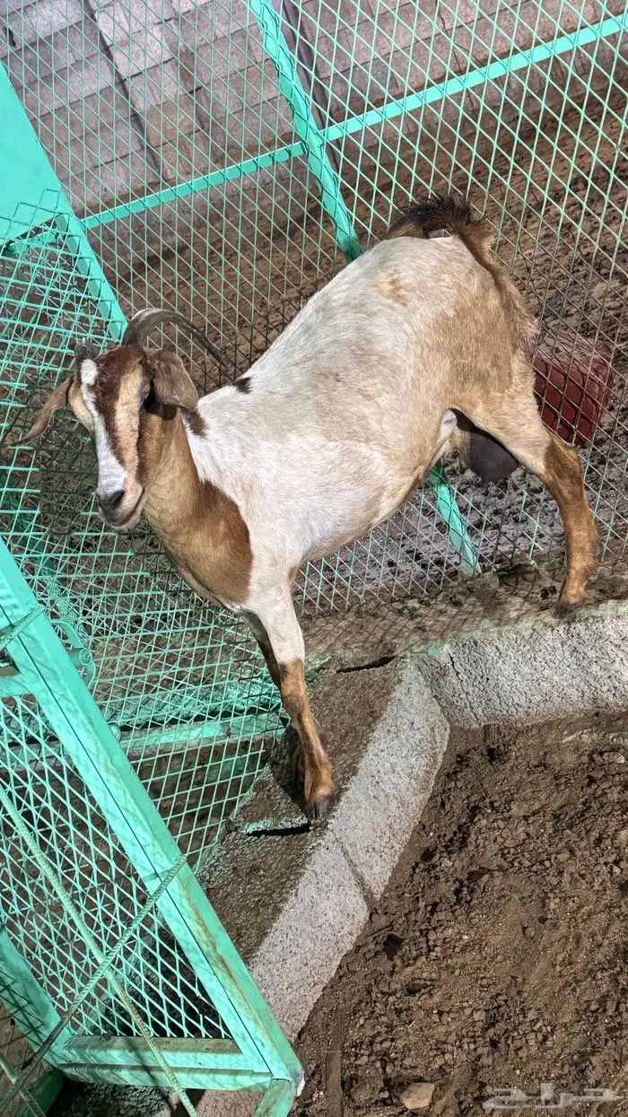 بسم الله ماشاءالله اعرض لكم شاه صحتها ماشاءالله حليب. 5