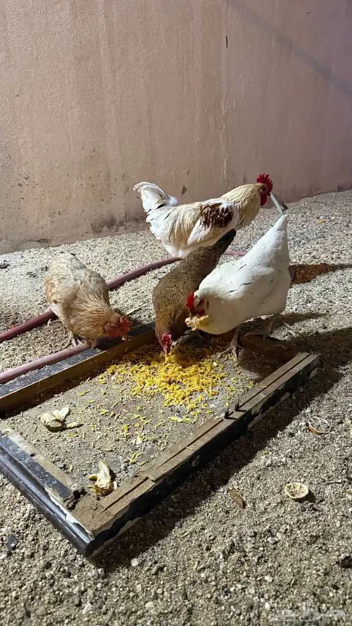 دجاج لوهمان بياض 1