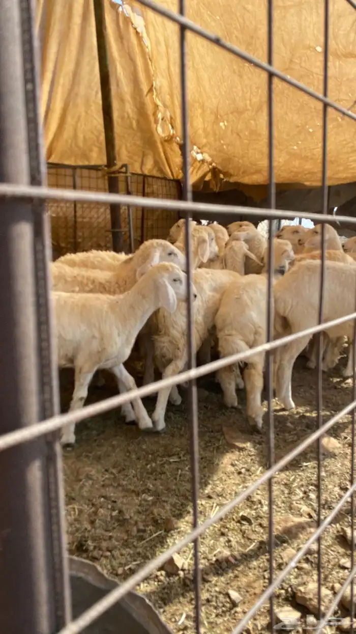 العدد عشرين 14رخال والباقي طليان العمر سته اشهر 0