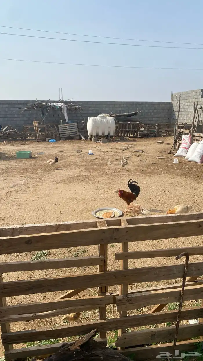 ديك بلدي شرط 2