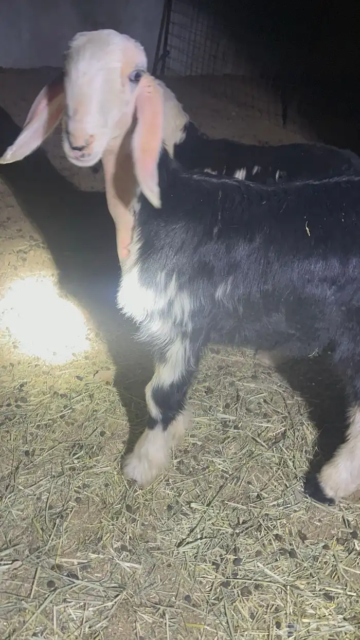 مشروع فحل نجدي صنف كفو 0