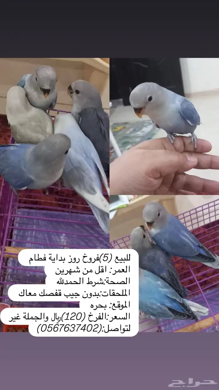 للبيع عدد(5) فروخ روز مفطومه اليفه 6