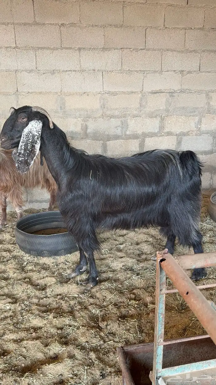 عنز دافع شرط 0