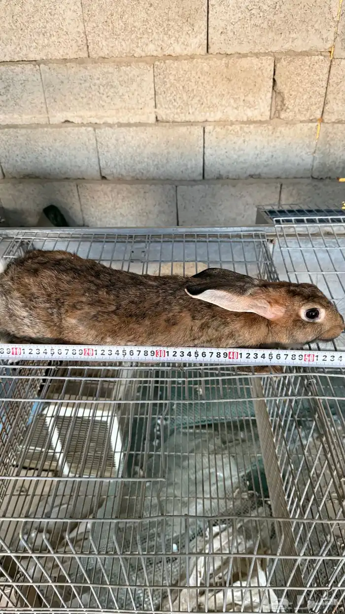 ارانب سوبر جامبو 1