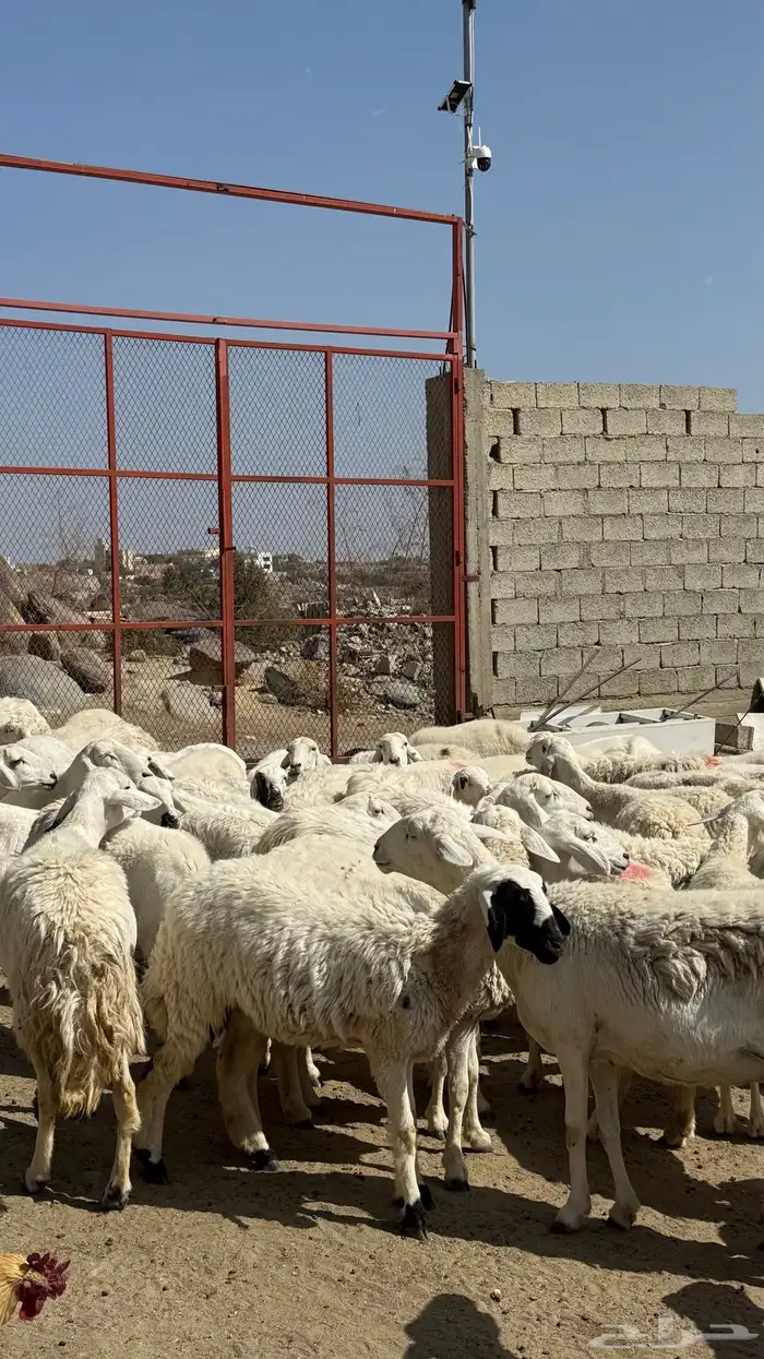 للبيع غنم حريات مراح واحد 2