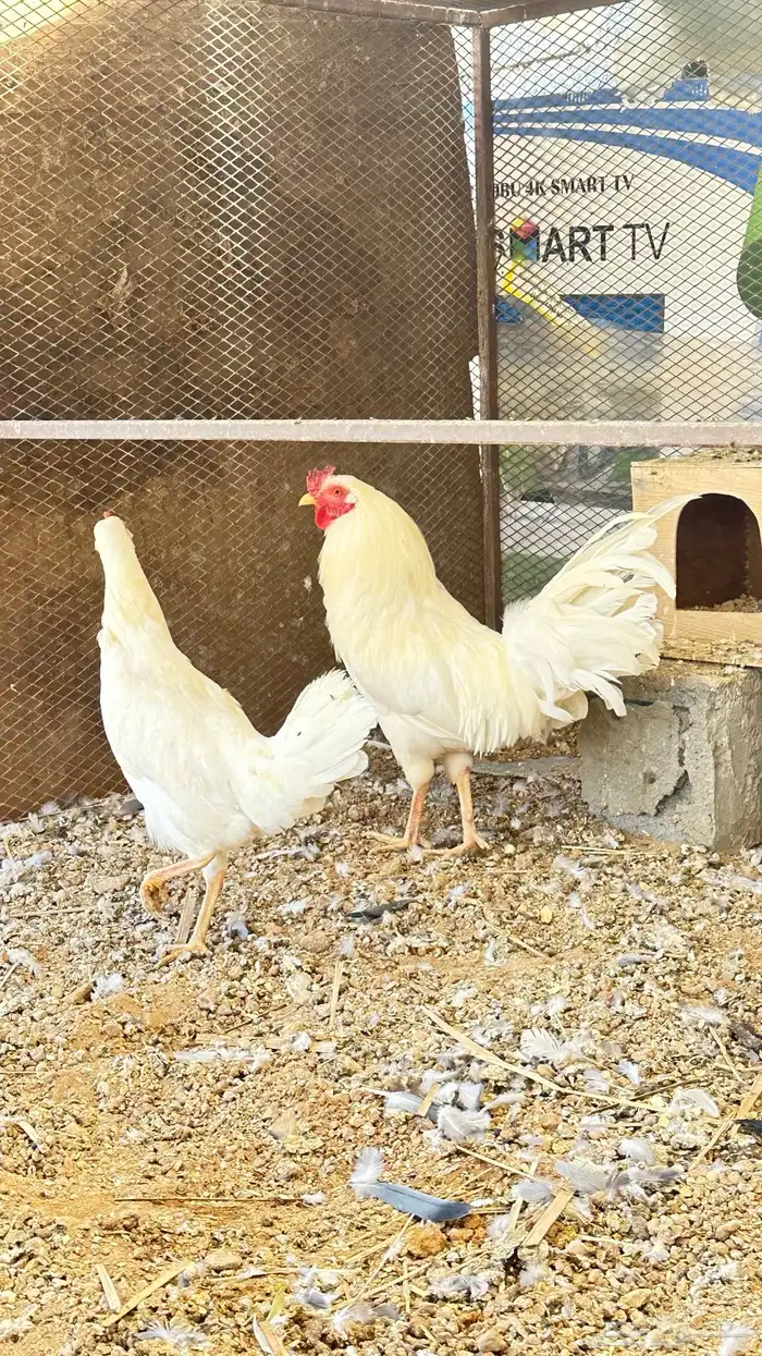 دجاج ابيض صك 2