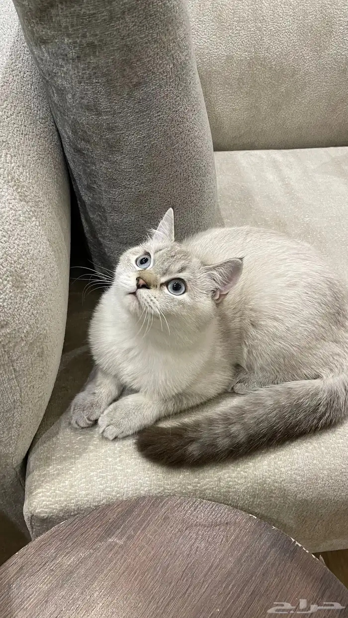 قط سكوتش فولد 2