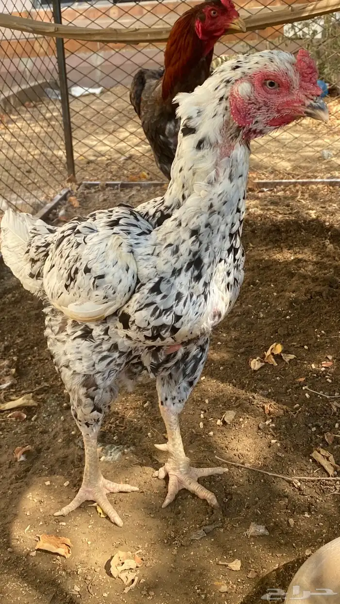 دجاجه شامو للبيع 3