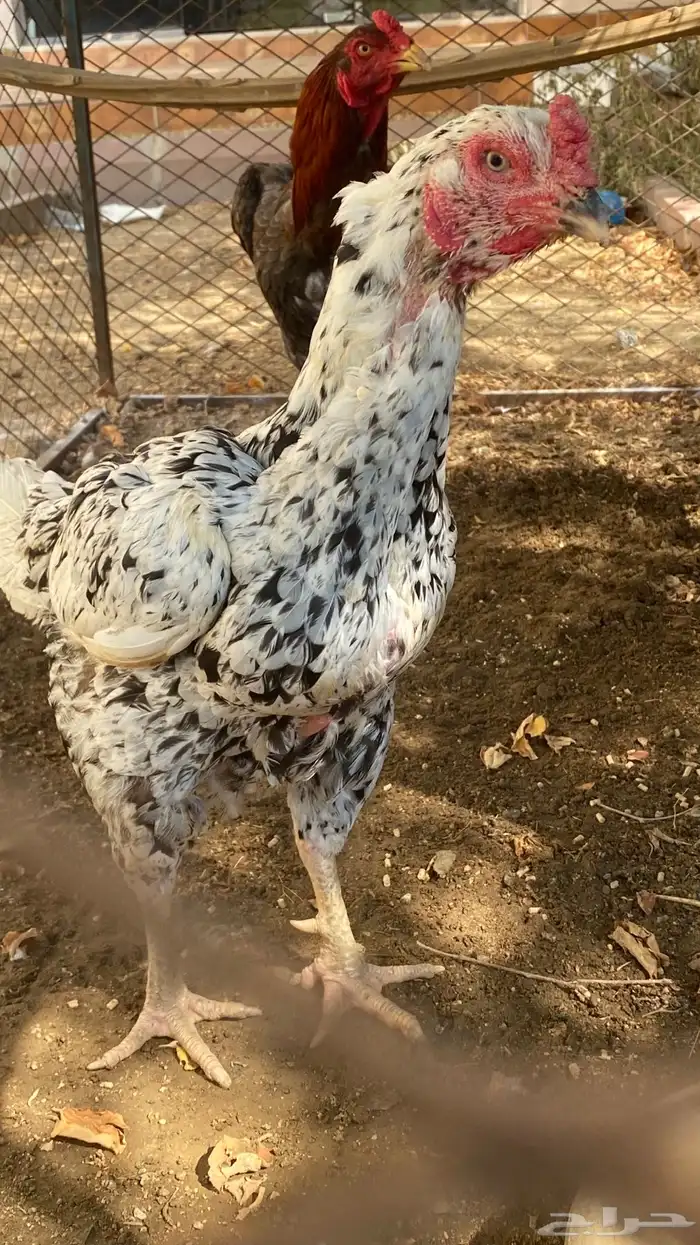 دجاجه شامو للبيع 2