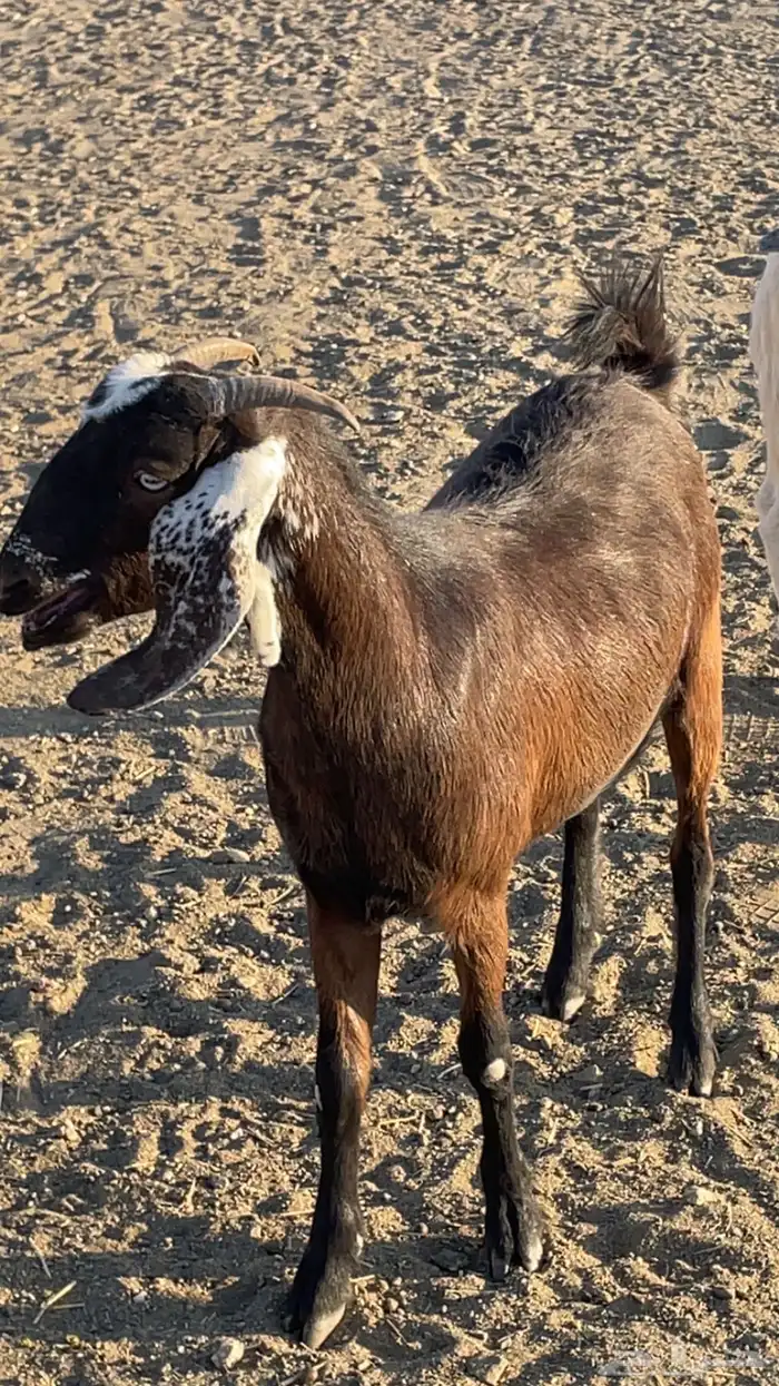 عناقين للبيع 3