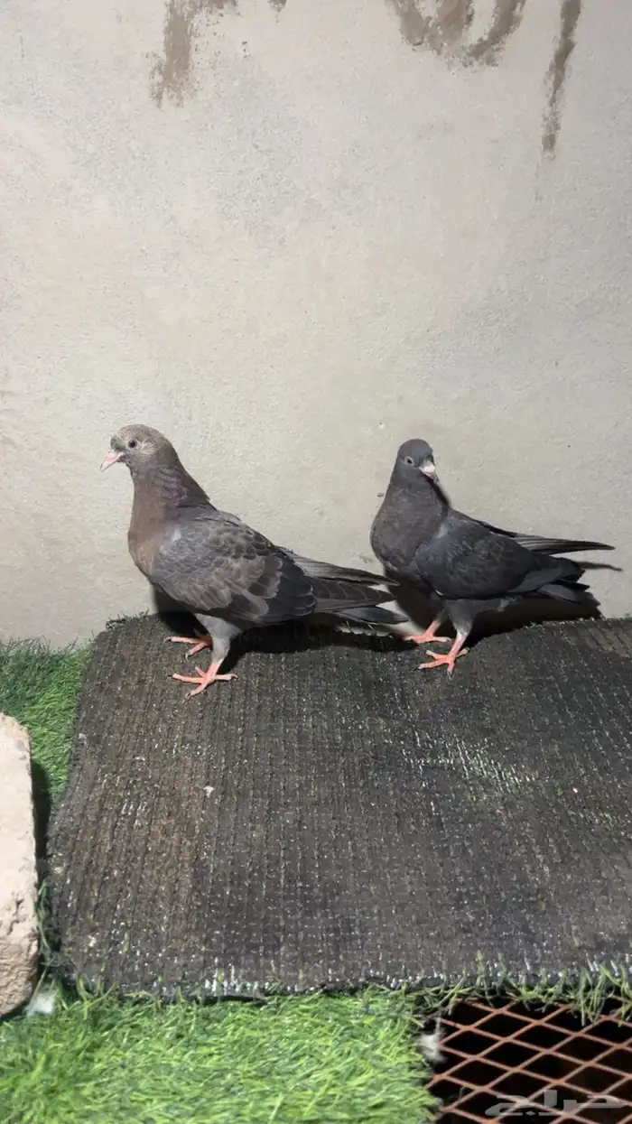 3 طبات قطايف 0