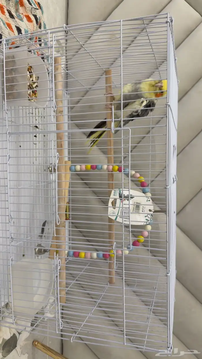 للبيع طيور 0