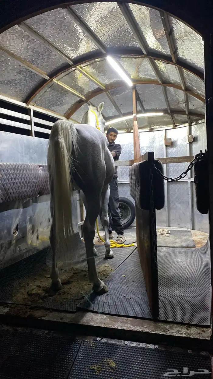 عربه لنقل الخيل 3