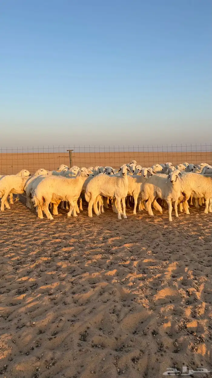 رخال جذعات حريات صنف فاخرر للي يبي الصنف 7