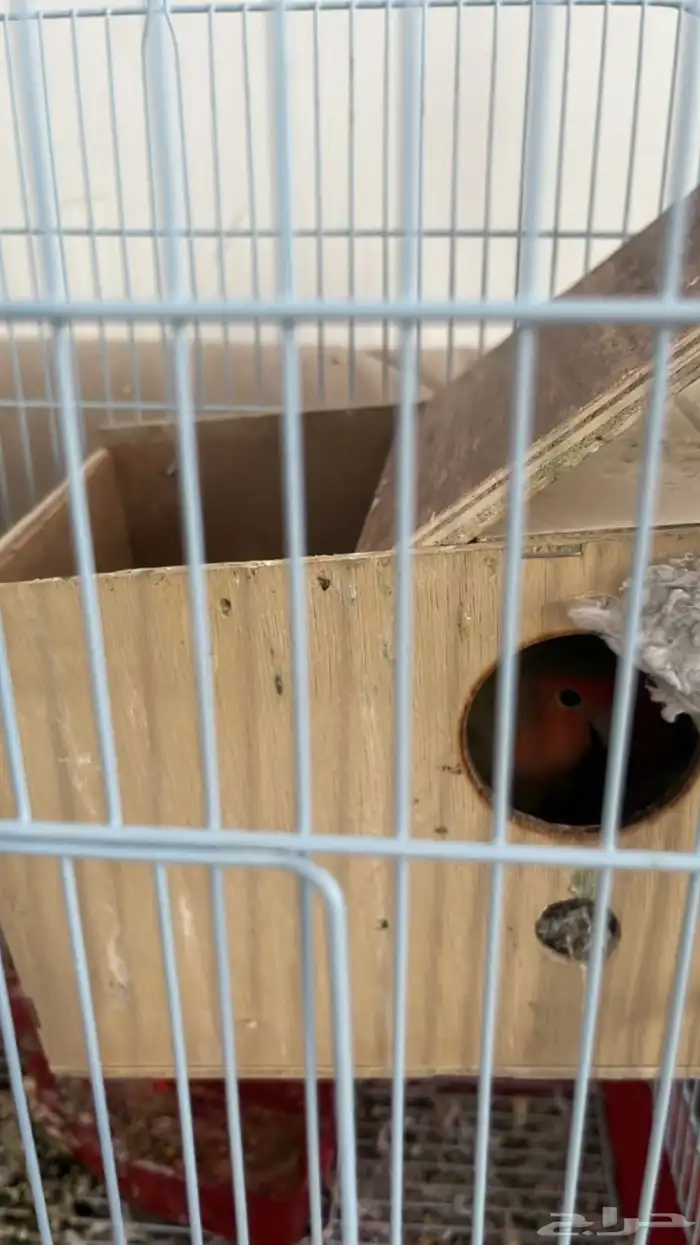 جوز روز روز 2