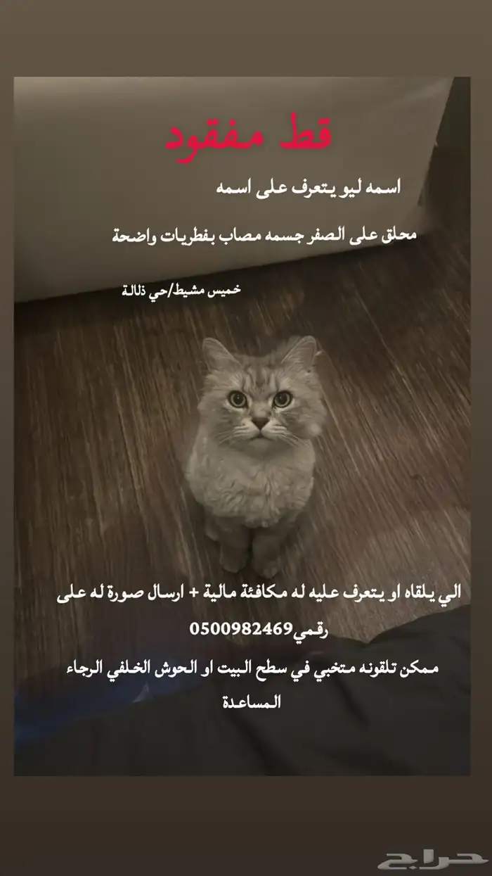 قطط مفقودة 0