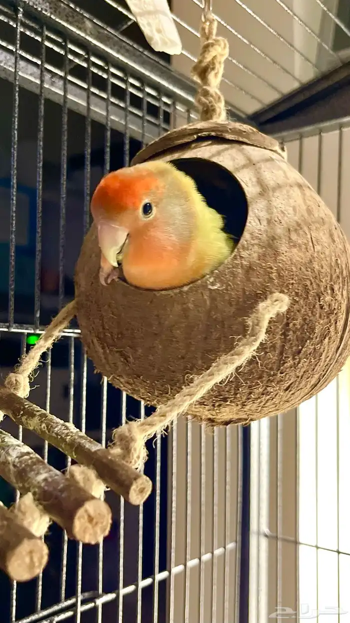 ببغاء روز للبيع 6