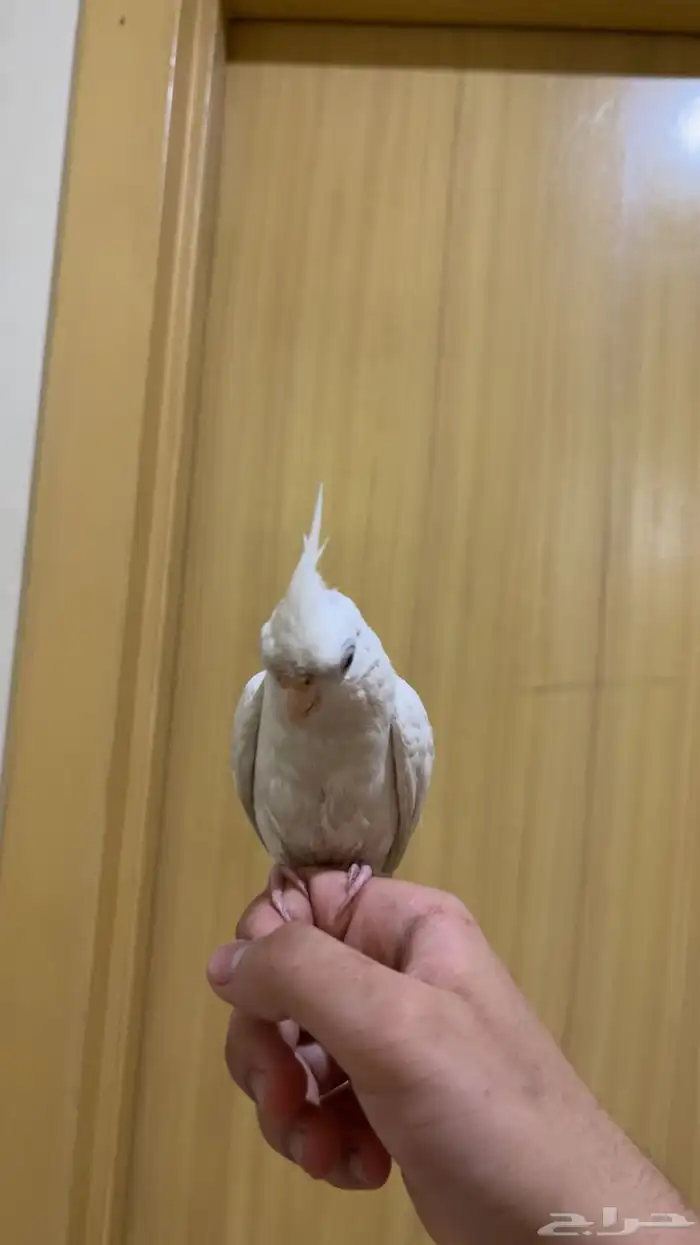 كروان البينو وهدد متكلم 1