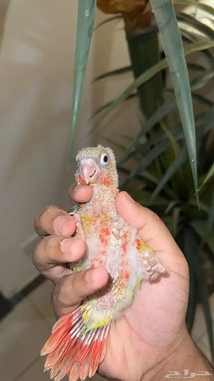 فروخ كنيور اناناس دبل رد فاكتر صبغه قويه 1