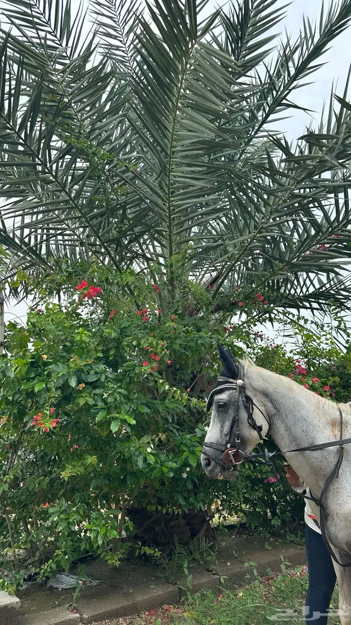 حصان شعبي قفز 7