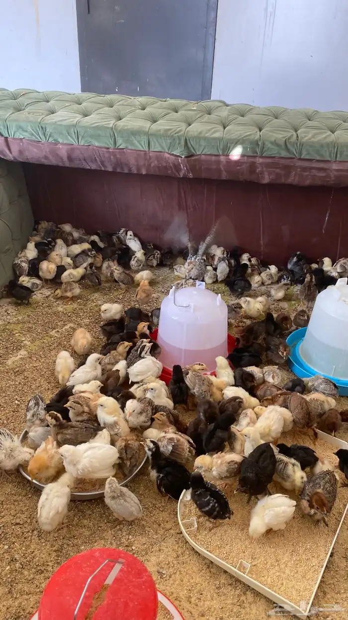 دجاج بلدي العدد 350 0